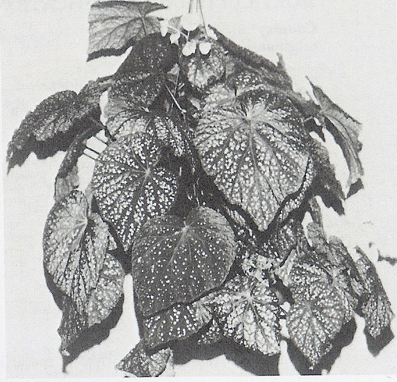 B. ‘Francis Kay’